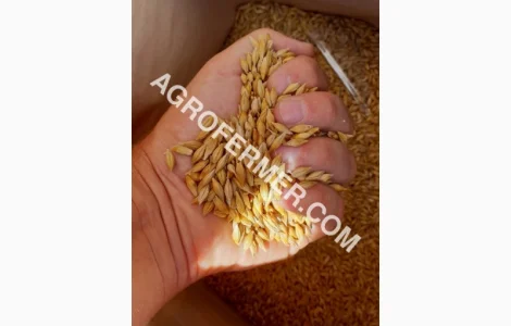 Семена ячменя ELDON двуручка канадский трансгенный сорт