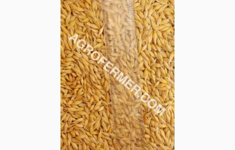 Семена ячменя ADDISON ярый трансгенный канадский сорт