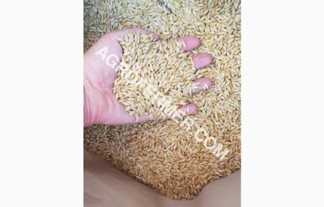 NORMAN Канадский озимый нано - трансгенный сорт ячменя