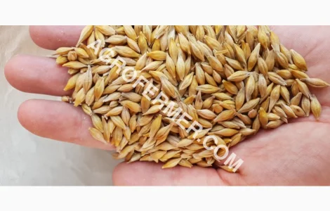 Семена ячменя MARSHALL канадский трансгенный сорт (элита)