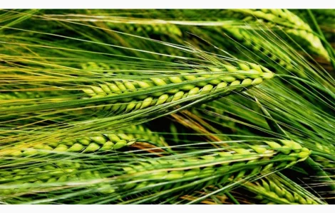 Семена ярового ячменя донецкий 14, донецкий 15, сталкер, аватар, адапт