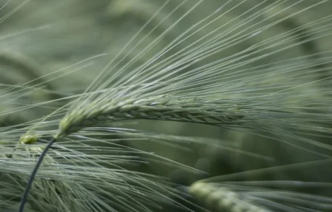 Насіння озимого ячменю Selgen Луран