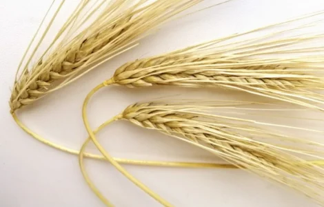 Насіння озимого ячменю СГІНЦНС Девятий вал