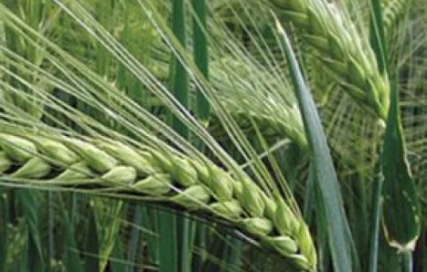 Насіння озимого ячменю Saaten Union Майбріт Еліта в продаже