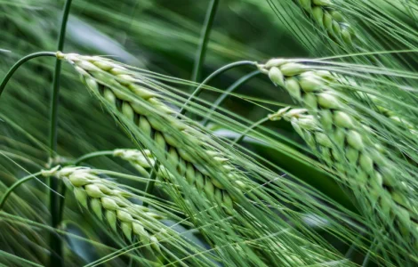 Насіння озимого ячменя Тітус от Saaten Union