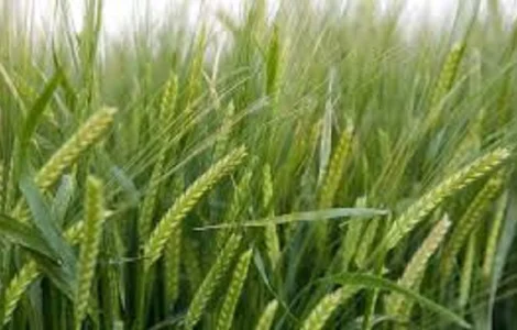 Семена ячменя озимого Лорелей