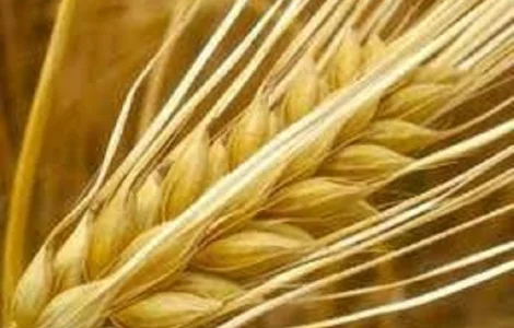 Семена ячменя озимого ВИНТМАЛЬТ KWS Германия