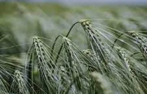 Семена ячменя озимого ЛЕСТЕР Чехия