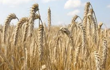 Семена ячменя озимого Марисса