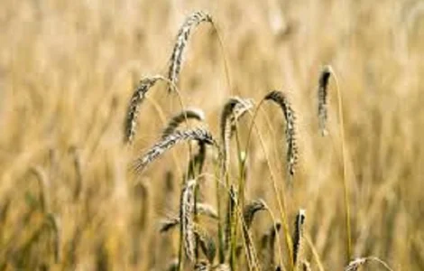 Насіння ячміня озимого ТЕНОР KWS