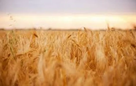 Ячмінь озимий МІП СТАТУС