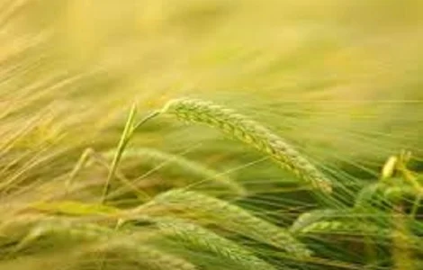 Семена ячменя озимого ТИТУС Германия