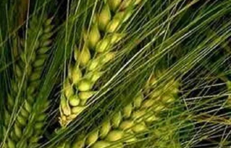 Семена ячменя озимого ЛУРАН Чехия