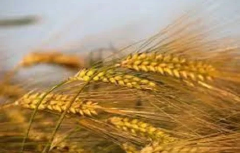 Сорт Люсьєн ячмінь озимий