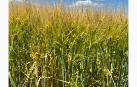 Ячмінь озимий Кайлін