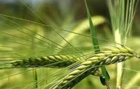 Дворядний озимий ячмінь Сандра