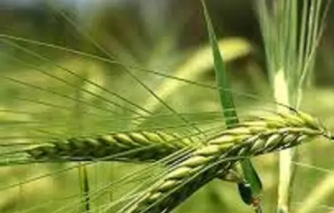 Дворядний озимий ячмінь Сандра у продажу