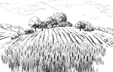 Закупаем ЯЧМЕНЬ нового урожая. Быстро. Самовывоз