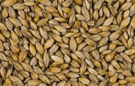 Закупаем ячмень пивоваренный