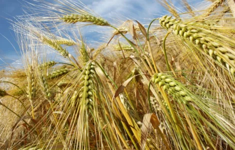 Купуемо ячмінь без черг та швидкий розрахунок