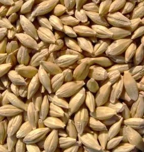 Ячмінь ярий Подив