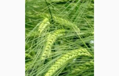 Продам посівний ячмінь, сорт «Гладіс»