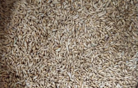 Насіння озимого ячменю Дев'ятий Вал