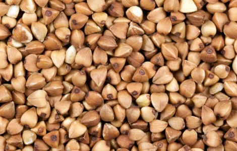 Семена гречихи сорт УКРАИНКА элита 1 репрод