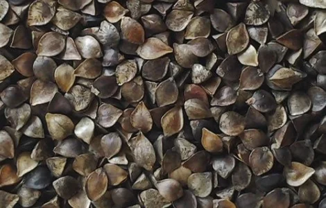 Купуємо гречиху