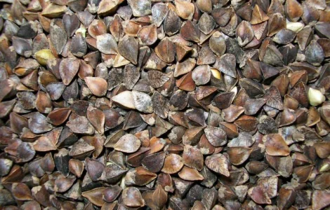 Закупаем гречиху по договорной цене