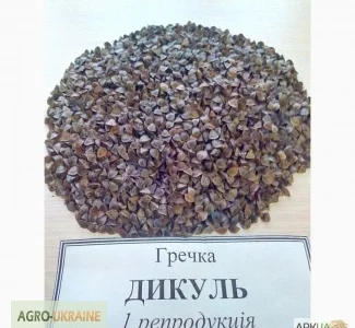 Семена гречихи Дикуль
