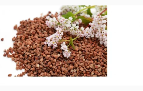 Продам семена гречихи