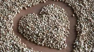 Зерно гречки від виробника. Доставка або самовивіз