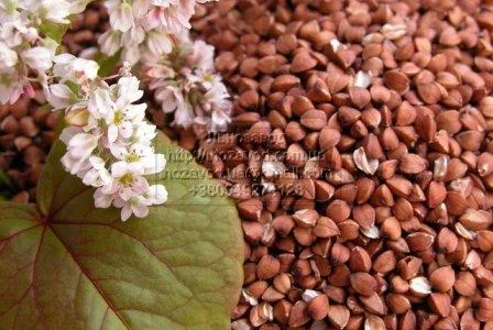 Гречка зерно