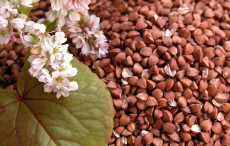 Завод переробник купує зерно гречки