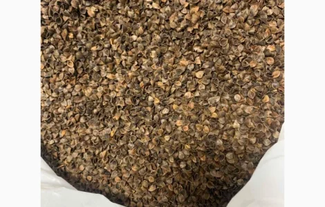 Лушпиння з гречки трилиста