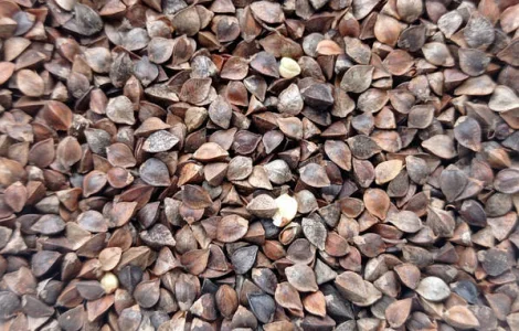 Куплю гречку