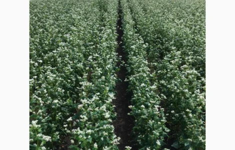 Канадские семена гречихи сорта Гренби