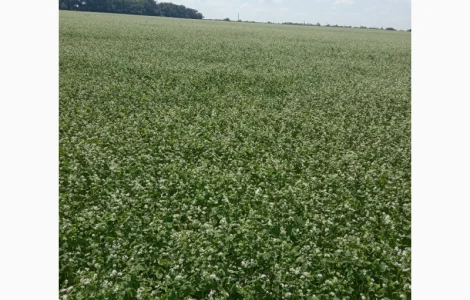 Гречка детерминантная ультра ранняя