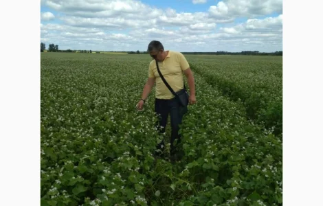 Гречка посевная сорт Дикуль 1 репродукции