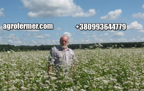 Семена гречихи PENNY Канадский трансгенный сорт