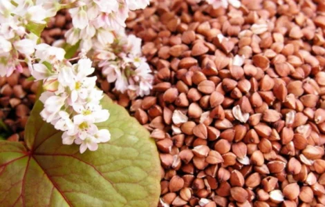 Продам ГРЕЧКУ