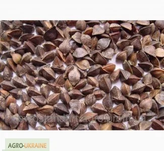 Насіння гречки Гранбі( Канада) 33000грн