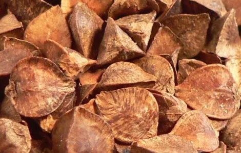 Закупаем гречиху