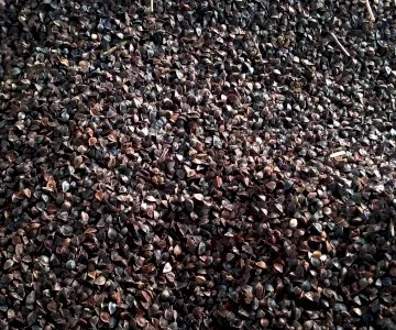 Купуємо зерно гречки