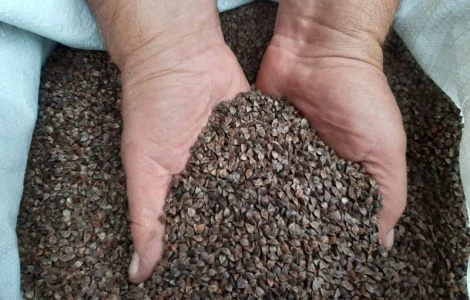 Куплю Гречиху, абсолютно по всей Украине, самовивоз своим транспортом