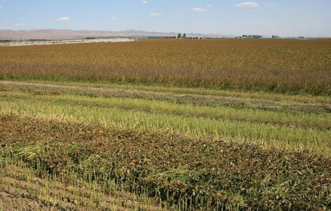 По хорошей цене купим у вас Гречиху, предоставляем транспорт