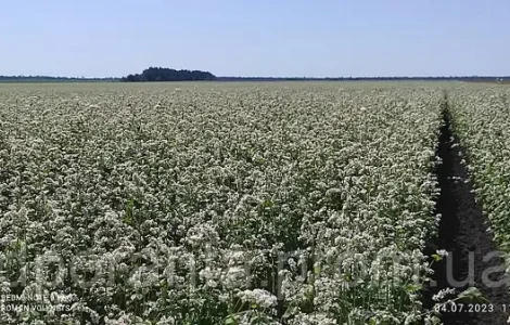 Продам насіння гречки сортів Арно та Дикуль