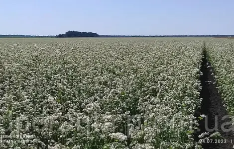 Продам насіння гречки сортів Арно та Дикуль