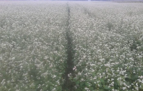 Насіння Гречки